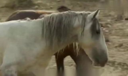 驴马配种视频,揭秘罕见配种瞬间